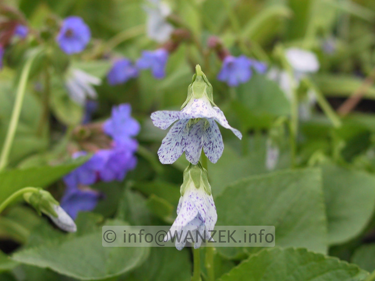 Viola papilionacea The Freckles 03 Macro.JPG